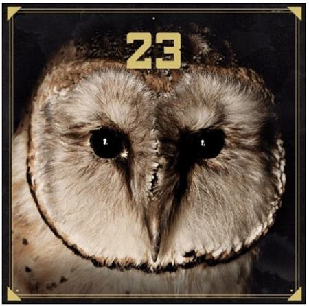 23
